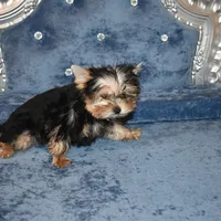 Marvin, a male Yorkshire Terrier for sale in Oroville, WA – Photo 4 of 9