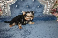 Marvin, a male Yorkshire Terrier for sale in Oroville, WA – Photo 5 of 10