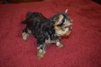 Marvin, a male Yorkshire Terrier for sale in Oroville, WA – Photo 10 of 10