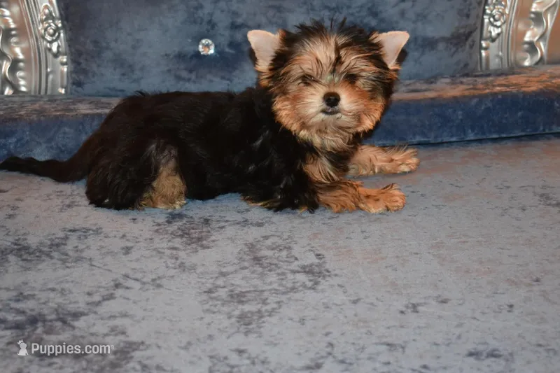 Marvin – Yorkshire Terrier puppy for sale in Oroville, WA