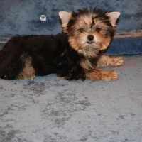 Marvin, a male Yorkshire Terrier for sale in Oroville, WA – Photo 6 of 9