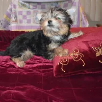 Marvin, a male Yorkshire Terrier for sale in Oroville, WA – Photo 3 of 9