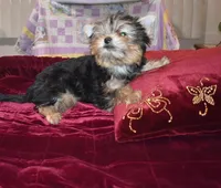 Marvin, a male Yorkshire Terrier for sale in Oroville, WA – Photo 2 of 10