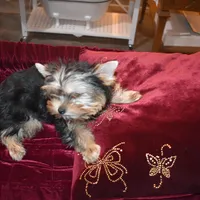 Marvin, a male Yorkshire Terrier for sale in Oroville, WA – Photo 5 of 9
