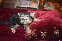 Marvin, a male Yorkshire Terrier for sale in Oroville, WA – Photo 4 of 10