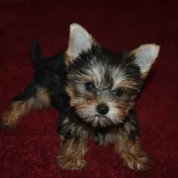 Marvin, a male Yorkshire Terrier for sale in Oroville, WA – Photo 9 of 9