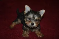 Marvin, a male Yorkshire Terrier for sale in Oroville, WA – Photo 9 of 10