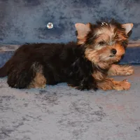 Marvin, a male Yorkshire Terrier for sale in Oroville, WA – Photo 8 of 9