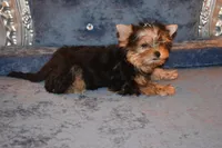 Marvin, a male Yorkshire Terrier for sale in Oroville, WA – Photo 7 of 10
