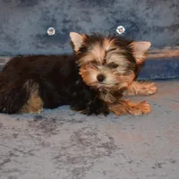 Marvin, a male Yorkshire Terrier for sale in Oroville, WA – Photo 7 of 9