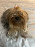 Zhana, a female Yorkshire Terrier for sale in Oroville, WA – 3 of 6
