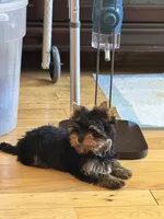 Thumbalina , a female Yorkshire Terrier for sale in Oroville, WA – 3 of 10