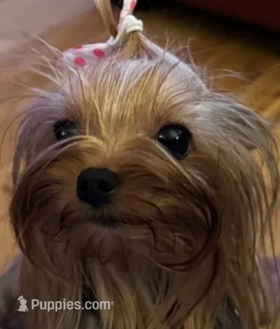 Laylabelle – Yorkshire Terrier puppy for sale in Oroville, WA