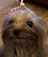 Laylabelle, a female Yorkshire Terrier for sale in Oroville, WA – 1 of 10