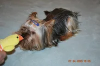 Danny, a male Yorkshire Terrier for sale in Oroville, WA – Photo 10 of 10