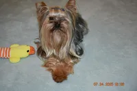 Danny, a male Yorkshire Terrier for sale in Oroville, WA – Photo 7 of 10