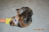 Danny, a male Yorkshire Terrier for sale in Oroville, WA – Photo 9 of 10