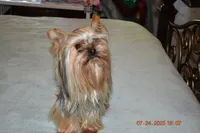 Danny, a male Yorkshire Terrier for sale in Oroville, WA – Photo 4 of 10