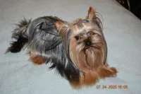 Danny, a male Yorkshire Terrier for sale in Oroville, WA – Photo 3 of 10