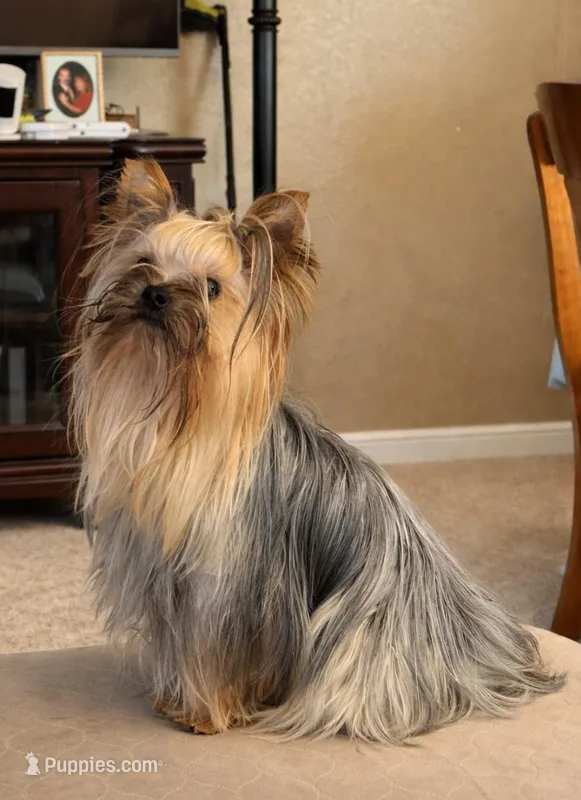 Danny – Yorkshire Terrier puppy for sale in Oroville, WA
