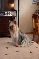 Danny, a male Yorkshire Terrier for sale in Oroville, WA – Photo 2 of 10