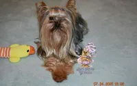 Danny, a male Yorkshire Terrier for sale in Oroville, WA – Photo 6 of 10