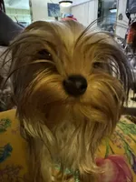 Laylabelle, a female Yorkshire Terrier for sale in Oroville, WA – 3 of 10