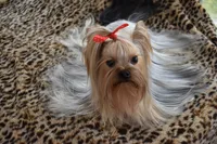 Danny, a male Yorkshire Terrier for sale in Oroville, WA – 1 of 10
