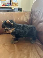 Reva, a female Yorkshire Terrier for sale in Oroville, WA – 7 of 9