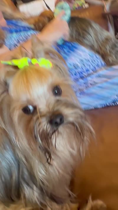 Danny, a male Yorkshire Terrier for sale in Oroville, WA – 3 of 10