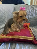 Laylabelle, a female Yorkshire Terrier for sale in Oroville, WA – 5 of 10