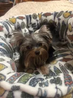 Tiny Tarzan , a male Yorkshire Terrier for sale in Oroville, WA – 7 of 10