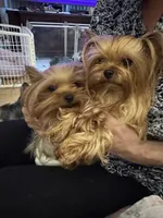 Zhana, a female Yorkshire Terrier for sale in Oroville, WA – 6 of 6