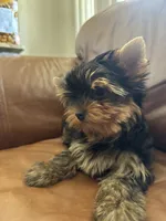Reva, a female Yorkshire Terrier for sale in Oroville, WA – 5 of 9