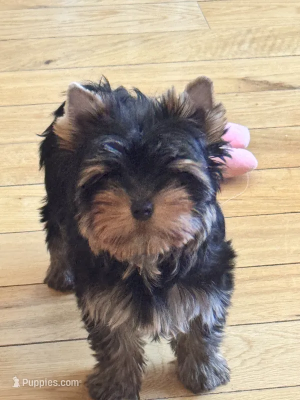 Thumbalina  – Yorkshire Terrier puppy on hold in Oroville, WA