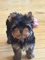 Thumbalina , a female Yorkshire Terrier for sale in Oroville, WA – 1 of 10