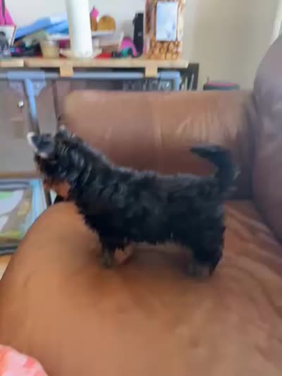 Reva, a female Yorkshire Terrier for sale in Oroville, WA – 9 of 9