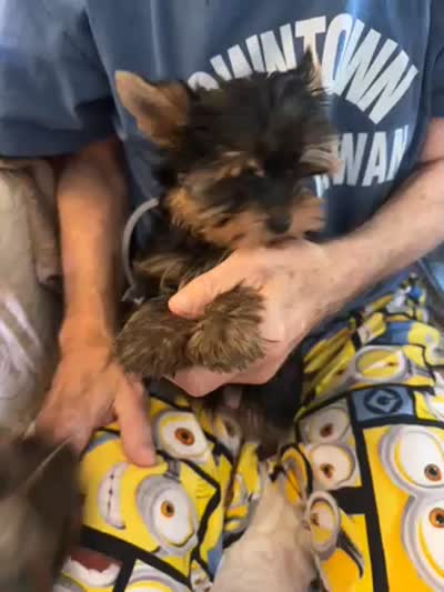 Reva, a female Yorkshire Terrier for sale in Oroville, WA – 2 of 9