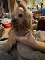 Laylabelle, a female Yorkshire Terrier for sale in Oroville, WA – 10 of 10