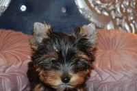Poppy, a female Yorkshire Terrier for sale in Oroville, WA – Photo 10 of 10
