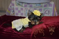 Poppy, a female Yorkshire Terrier for sale in Oroville, WA – Photo 1 of 10