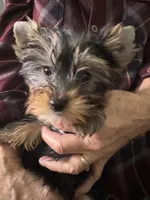 Poppy, a female Yorkshire Terrier for sale in Oroville, WA – Photo 3 of 10