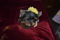 Poppy, a female Yorkshire Terrier for sale in Oroville, WA – Photo 7 of 10