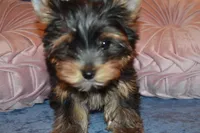 Poppy, a female Yorkshire Terrier for sale in Oroville, WA – Photo 6 of 10