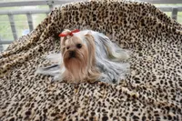 Danny, a male Yorkshire Terrier for sale in Oroville, WA – 4 of 10