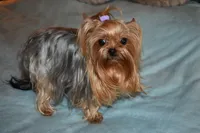 Zhana, a female Yorkshire Terrier for sale in Oroville, WA – 5 of 6