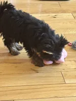 Thumbalina , a female Yorkshire Terrier for sale in Oroville, WA – 2 of 10