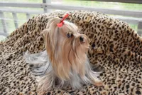 Danny, a male Yorkshire Terrier for sale in Oroville, WA – 3 of 10