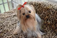 Danny, a male Yorkshire Terrier for sale in Oroville, WA – 2 of 10