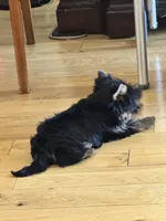 Thumbalina , a female Yorkshire Terrier for sale in Oroville, WA – 4 of 10